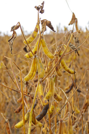 Ripe soybean pods, close up. Agricultural soy plantation on field.の写真素材