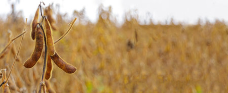 Ripe soybean pods, close up. Agricultural soy plantation on field.の写真素材