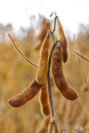 Ripe soybean pods, close up. Agricultural soy plantation on field.の写真素材