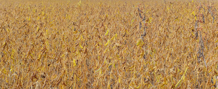 Ripe soybean pods, close up. Agricultural soy plantation on field.の写真素材