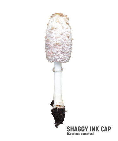 Shaggy ink cap or lawyers wig isolated on white. Wild mushrooms Coprinus comatus.の写真素材