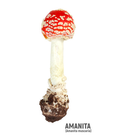 Amanita or Fly agaric isolated on white. Wild mushrooms.の写真素材