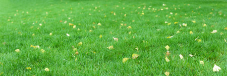 Close up of green lawn on a sunny autumn day. Selective focus.の写真素材
