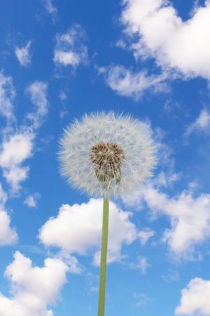 Dandelion with seeds on a blue sky with cloud backgroundの写真素材