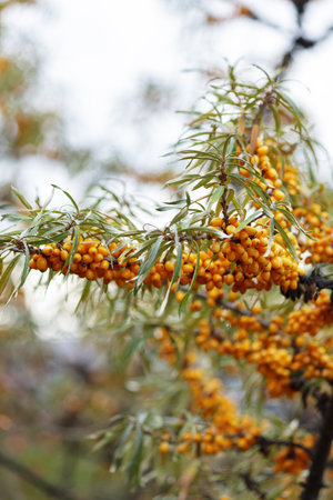 Branch of ripe sea buckthorn berries in a garden. Blurred background.の写真素材