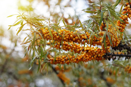 Branch of ripe sea buckthorn berries in a garden. Blurred background.の写真素材