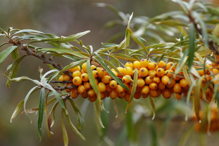 Branch of ripe sea buckthorn berries in a garden. Blurred background.の写真素材