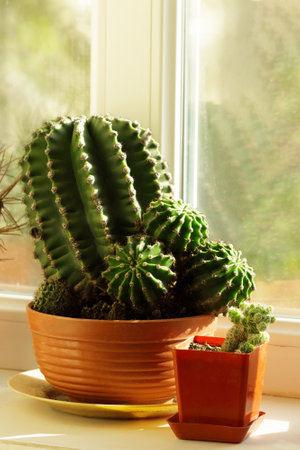Collection of various cactus a in pot on a windowsill. Home gardening, home hobbies concept.の写真素材