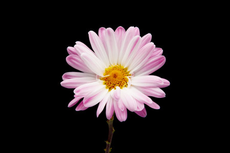Autumn flower Chrysanthemum blooming on black background.の写真素材