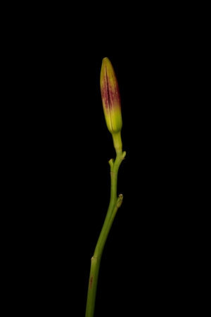 Flower lily, hemerocallis blooming on black background. Day lily bud close up.の写真素材