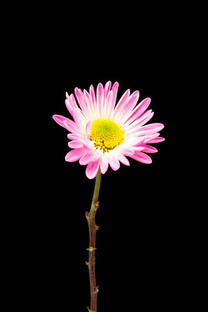 Autumn flower Chrysanthemum blooming on black background.の写真素材