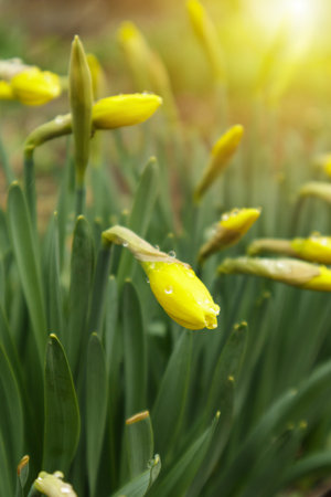 Blooming daffodils, Narcissus in spring garden. Meadow filled with yellow daffodils in sunlight. Selective focus.の写真素材