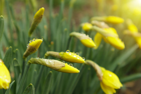 Blooming daffodils, Narcissus in spring garden. Meadow filled with yellow daffodils in sunlight. Selective focus.の写真素材
