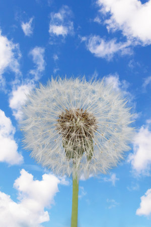 Dandelion with seeds on a blue sky with cloud backgroundの写真素材