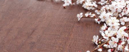 Spring flowers on wooden background. Apricot blossomsの写真素材