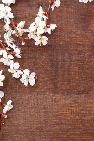 Spring flowers on wooden background. Apricot blossomsの写真素材