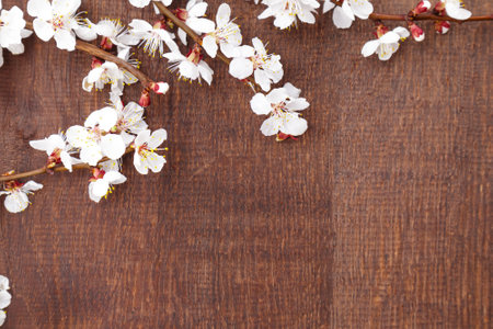 Spring flowers on wooden background. Apricot blossomsの写真素材