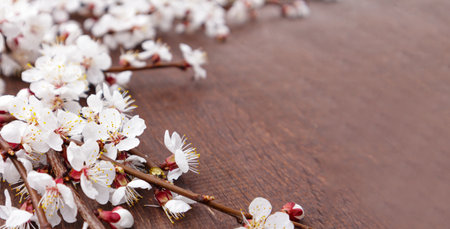 Spring flowers on wooden background. Apricot blossomsの写真素材