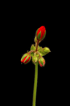 Vibrant red blooming geranium or pelargonium flowers on black background.の写真素材