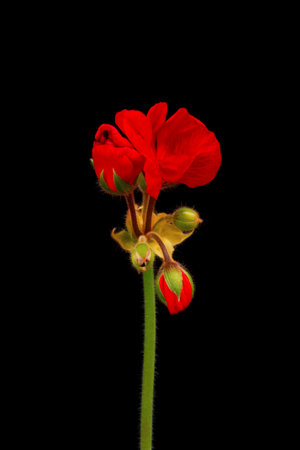 Vibrant red blooming geranium or pelargonium flowers on black background.の写真素材