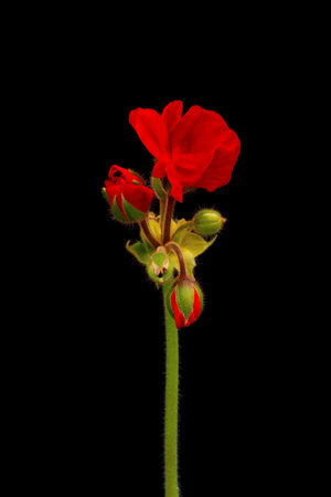 Vibrant red blooming geranium or pelargonium flowers on black background.の写真素材