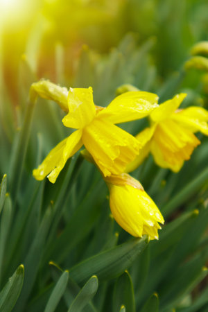 Blooming Narcissus in spring garden. Meadow filled with yellow daffodils in sunlight. Selective focus.の写真素材