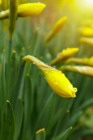 Blooming Narcissus in spring garden. Meadow filled with yellow daffodils in sunlight. Selective focus.の写真素材