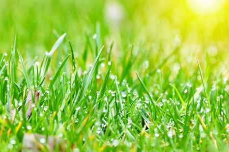 Close up of green lawn with drops of water dew. Selective focus.の写真素材