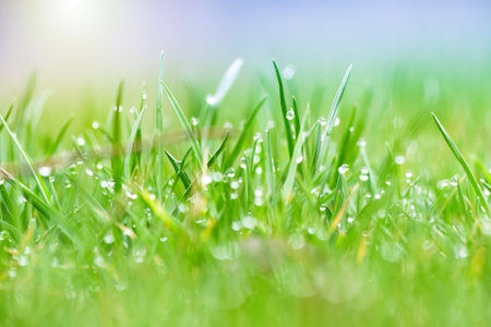 Close up of green lawn on a sunny day. Selective focus.の写真素材