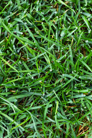 Close up of green lawn with drops of water dew. Top view, Selective focus.の写真素材
