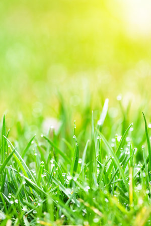 Close up of green lawn on a sunny day. Selective focus.の写真素材