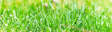 Close up of green lawn on a sunny day. Selective focus.の写真素材