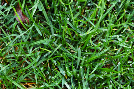 Close up of green lawn with drops of water dew. Top view, Selective focus.の写真素材