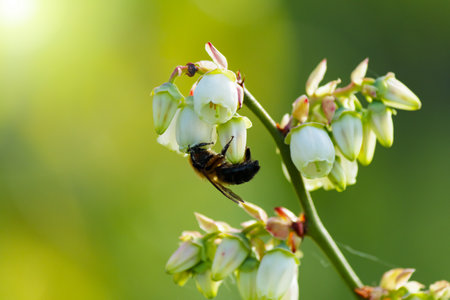 Honey Bee collects nectar from blueberry flowers. Selective focus