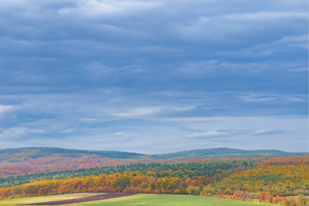 View of dense forest autumn landscape with colorful forest