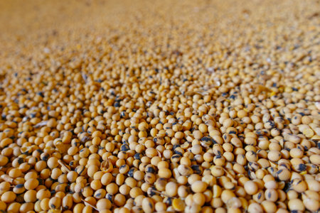 Soybean mature seeds. Pile of soybeans after harvestの写真素材