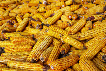 Collect corn crop. Pile of cob of corn after harvestの写真素材