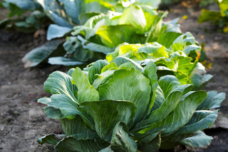 Cabbage grows in the field. Agriculturalの写真素材