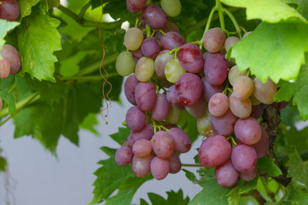 Close up of grapes hanging on branchの写真素材