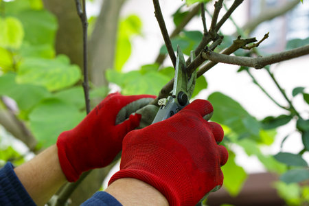 Man pruning of trees with secateurs in the garden