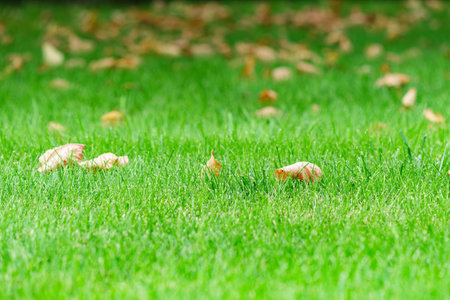 Autumn season, green lawn with fallen leaves.の写真素材