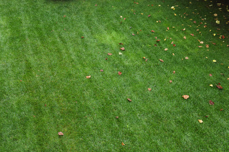 Autumn season, green lawn with fallen leaves.の写真素材