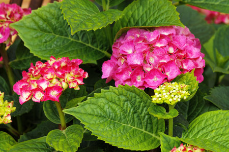 Pink hydrangea flowers, Hydrangea macrophylla in the garden. Selective focus.