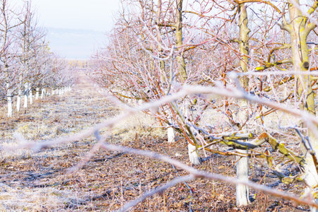 Morning frost on trees in apple orchard. Orchard blur with soft light for backgroundの写真素材