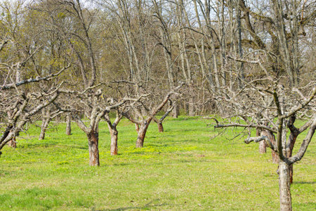 Old apple orchard. Orchard blur with soft light for backgroundの写真素材