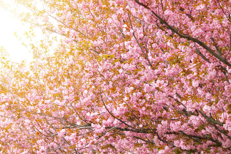 Tree with pink Cherry flowers. Selective focus during spring blossoms Sakura.の写真素材