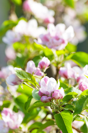 Blossom apple orchard in the spring on a sunny day. Selective focusの写真素材