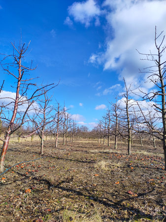 Pruned apple orchard in early spring.