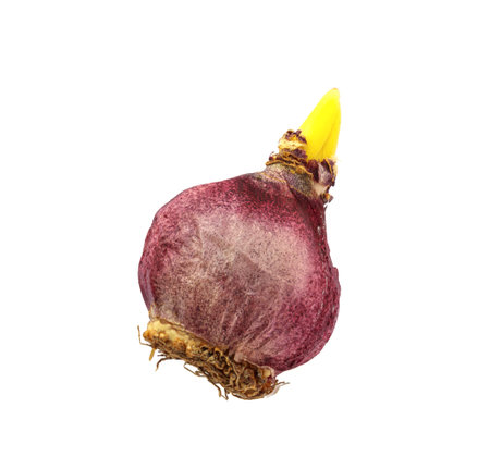 Bulb of spring flower hyacinth