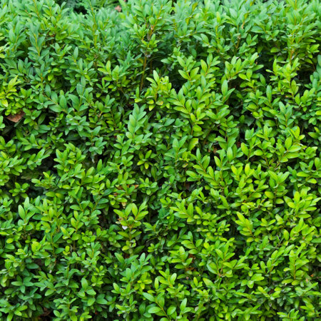A beautiful hedge of Boxwood. Buxus plant pattern. Seamless texture of green natural background